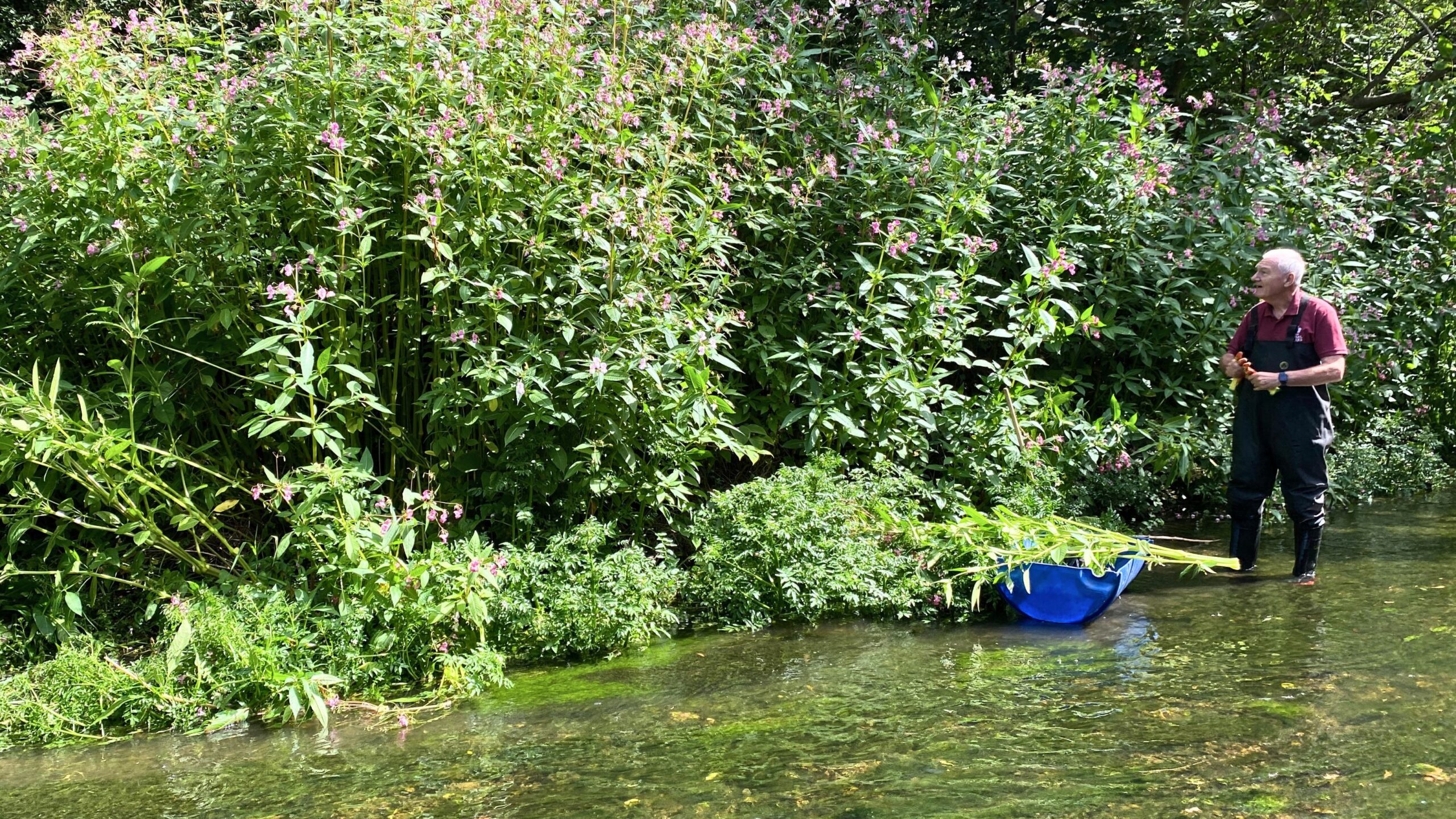 A person standing in a river in front of a very large green bush (Himalayan Balsam).