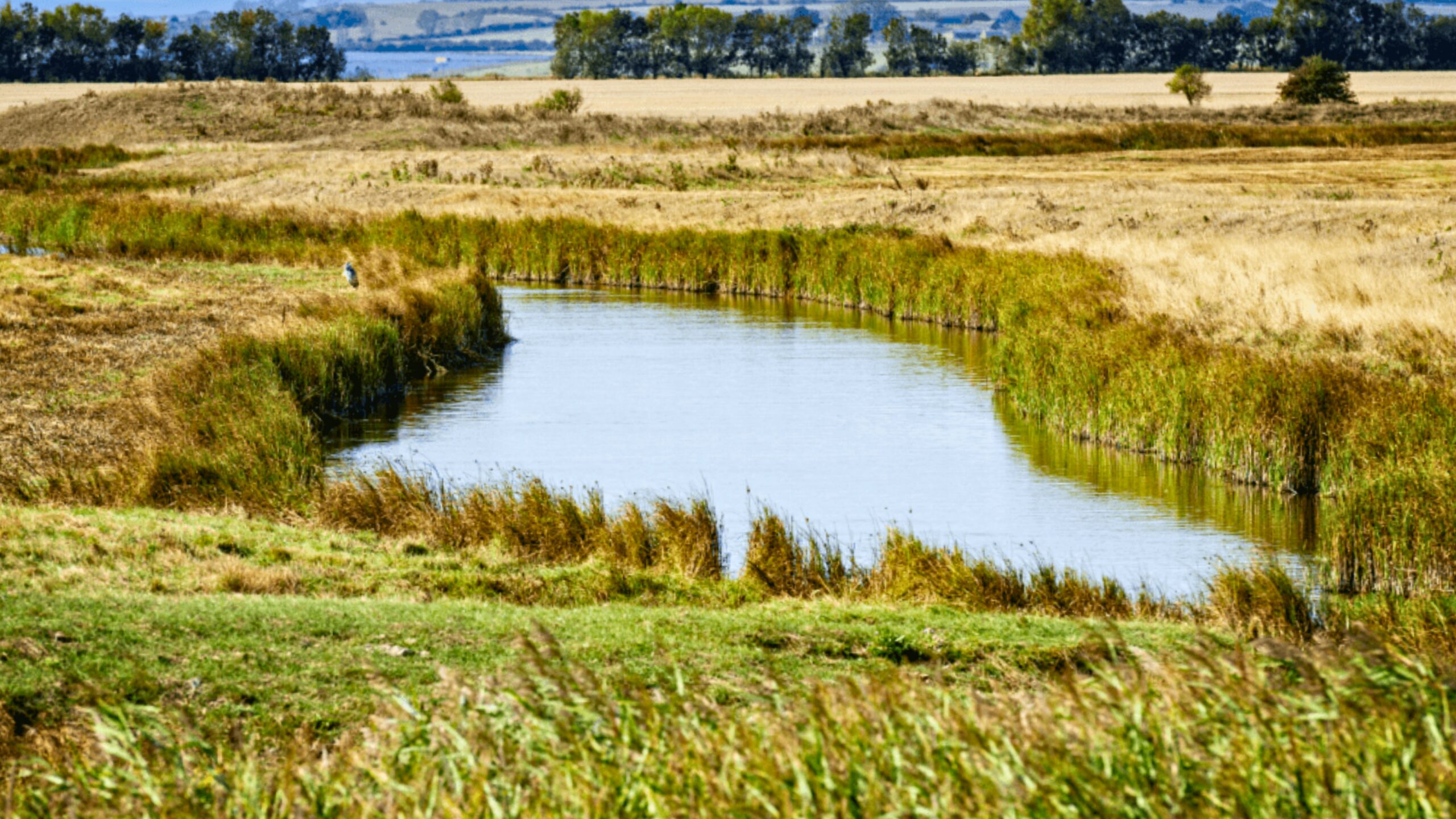 A lake within marshland.
