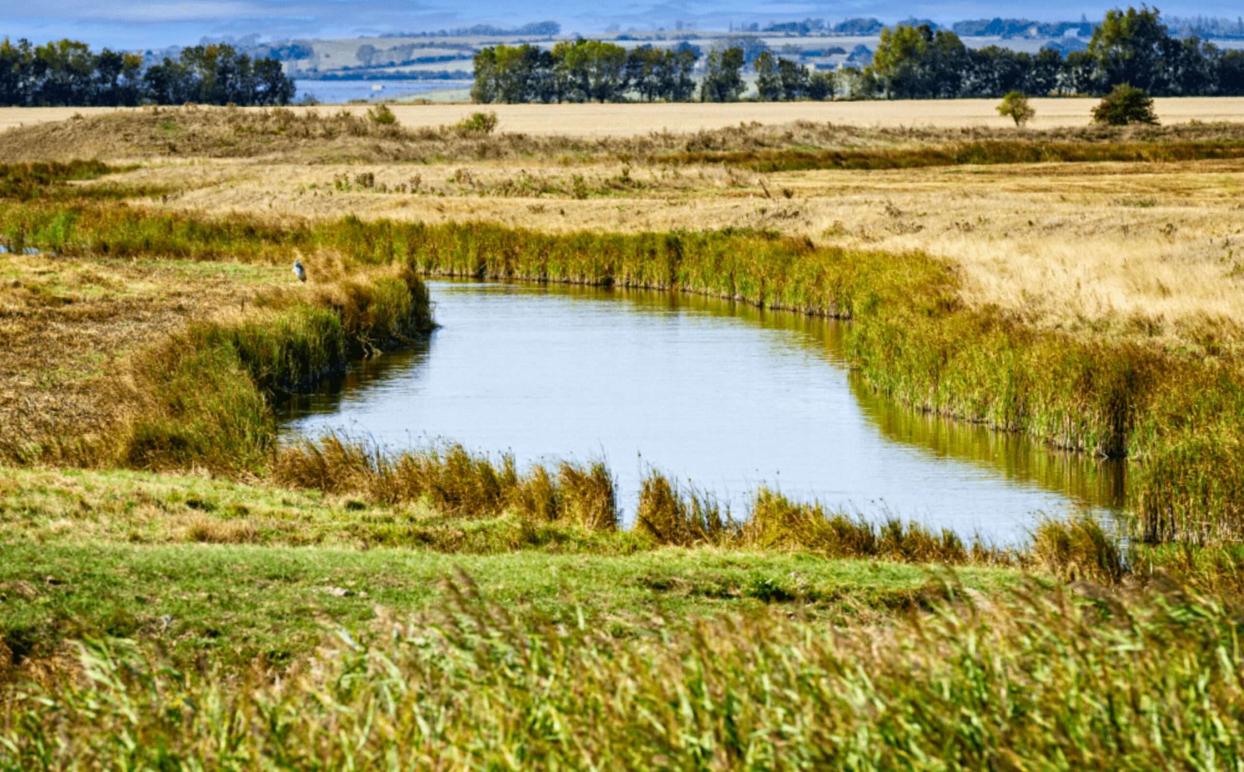 A lake within marshland.