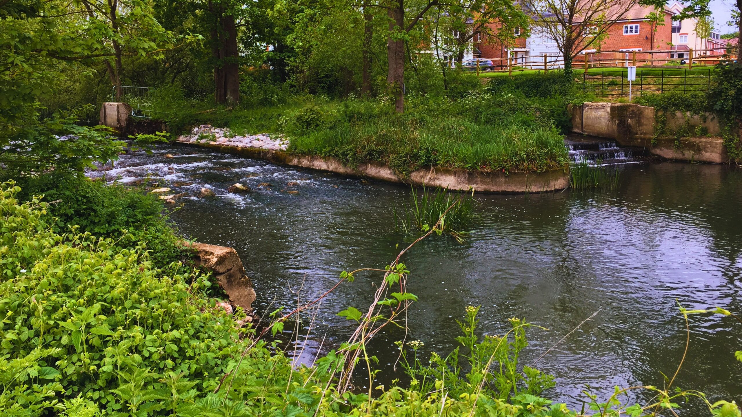 A river with houses behind and a weir in the distance.