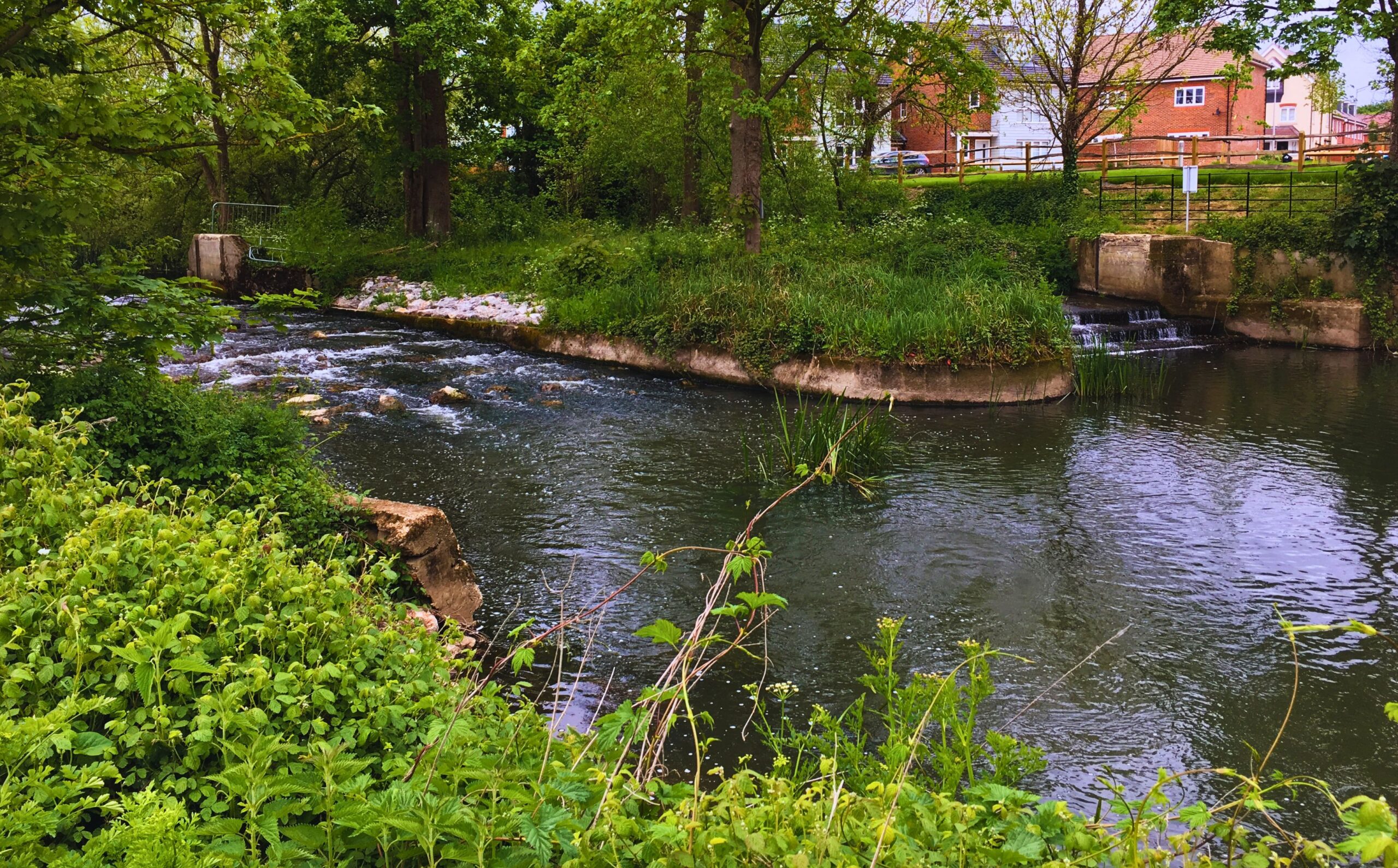 A river with houses behind and a weir in the distance.