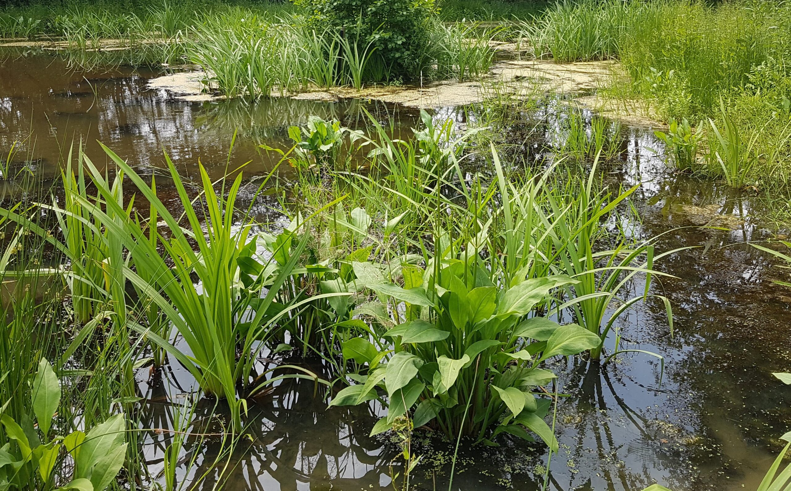A pond with green plants.