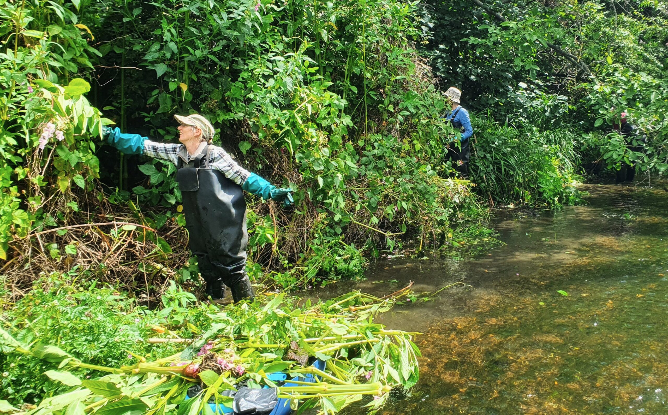 A person standing in a river reaching over to cut a large green bush (Himalayan Balsam).