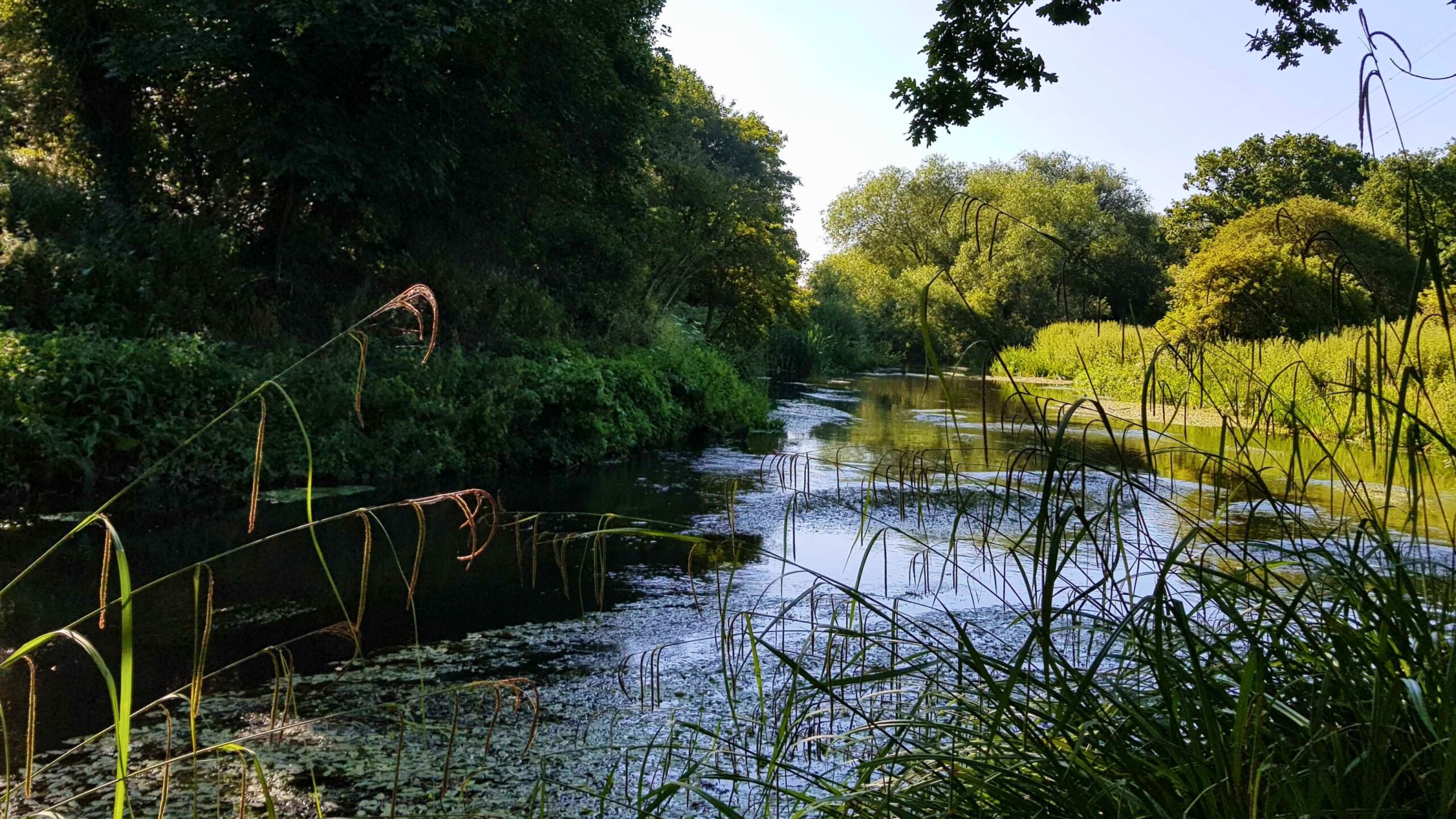 The River Wandle with reeds in the foreground and green trees either side.