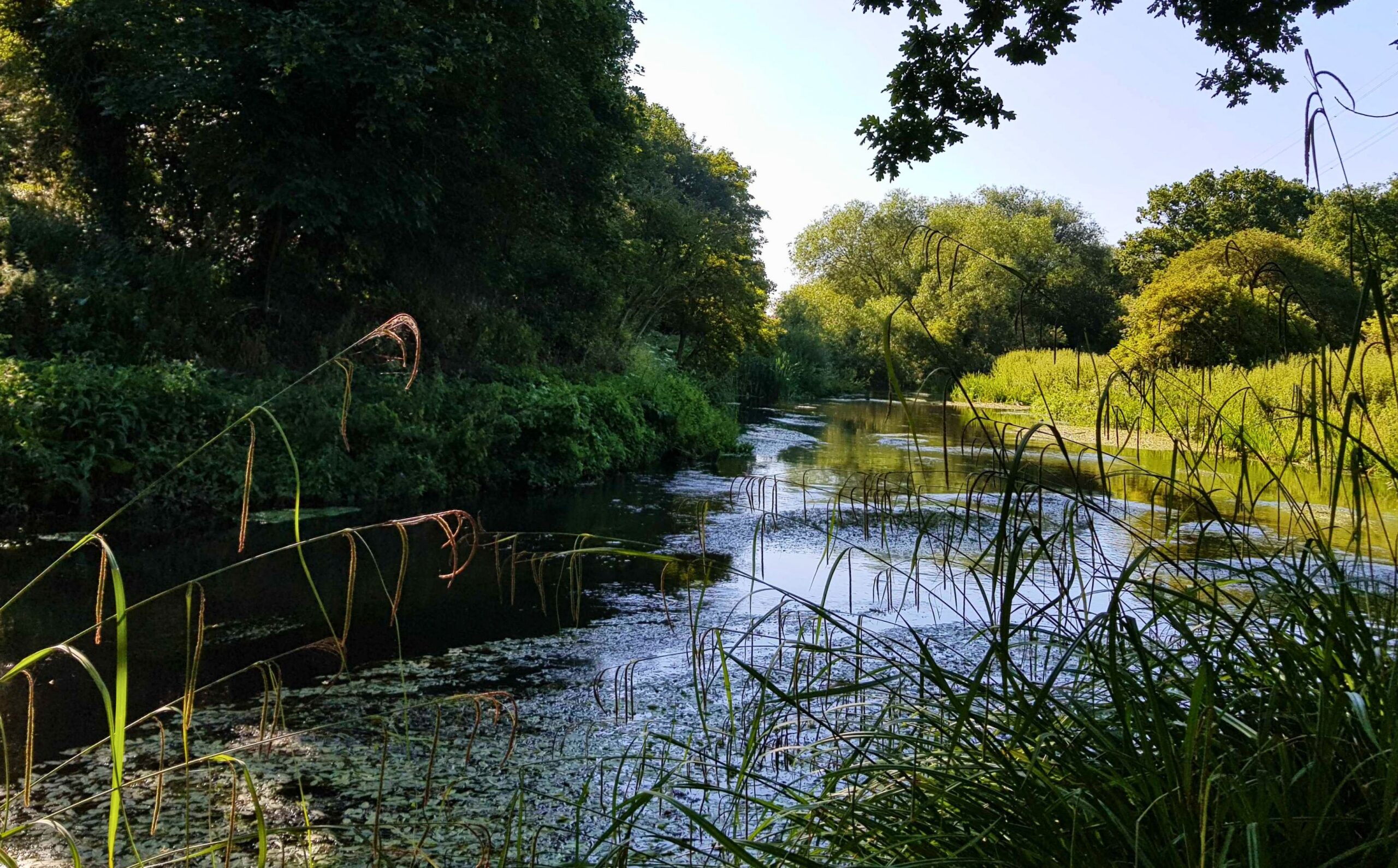 The River Wandle with reeds in the foreground and green trees either side.
