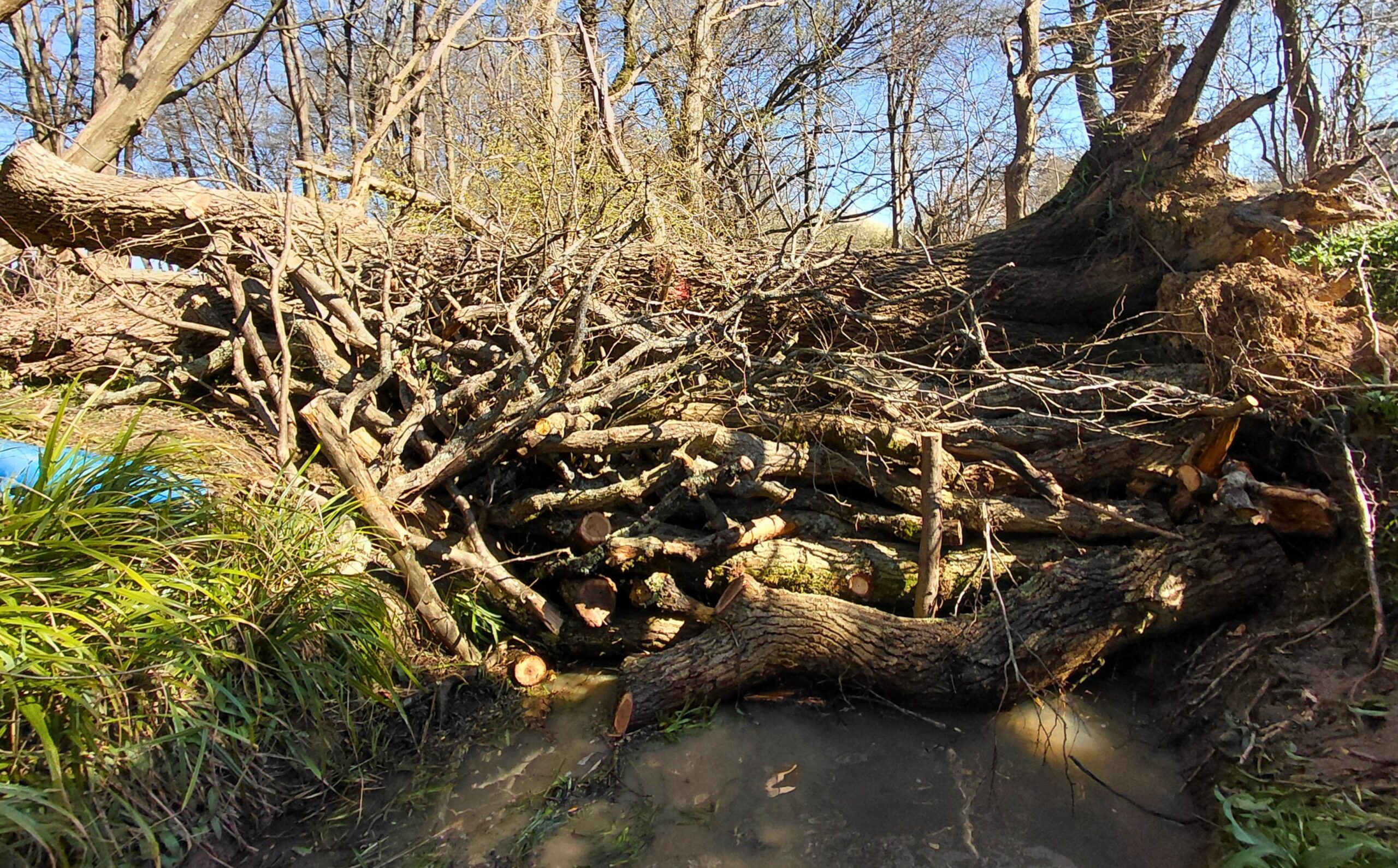 A large structure made of branches placed in a river between two banks.