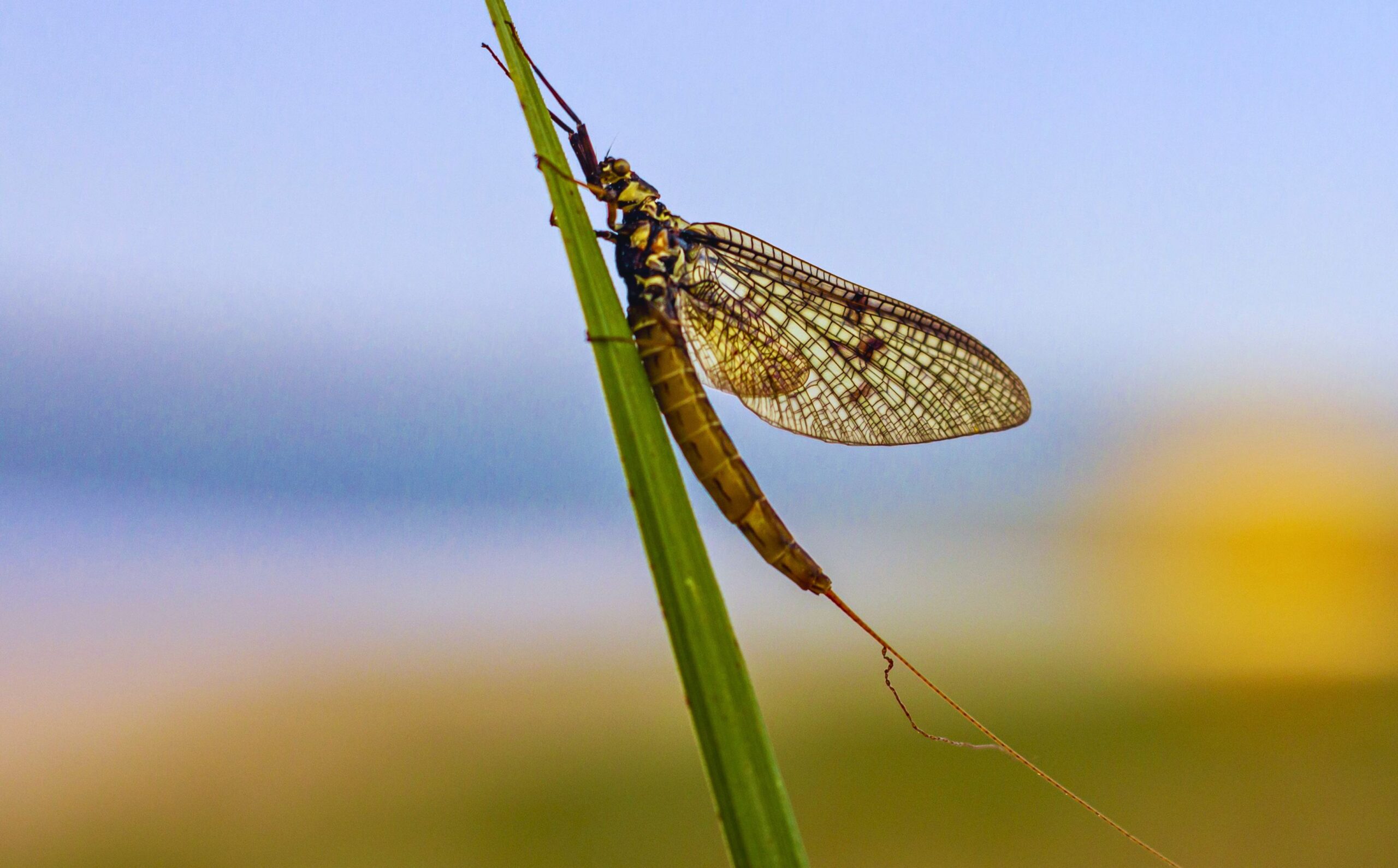 A close up shot of a mayfly.