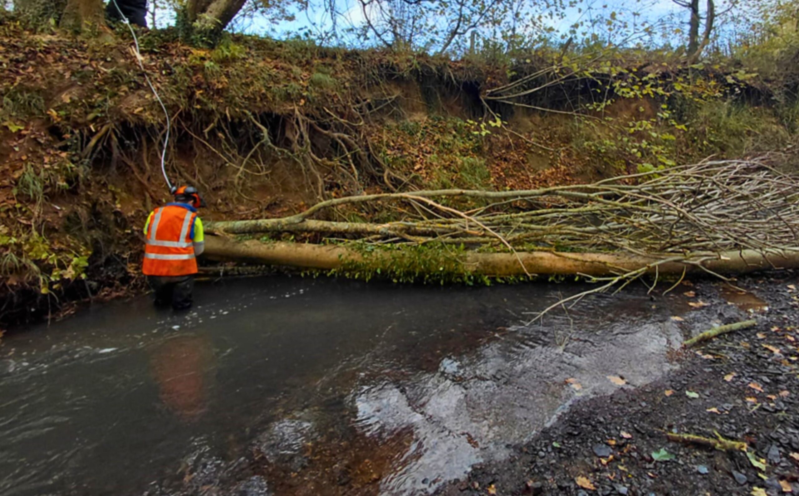 A person in an orange high vis vest standing in a river in front of a large felled tree trunk.