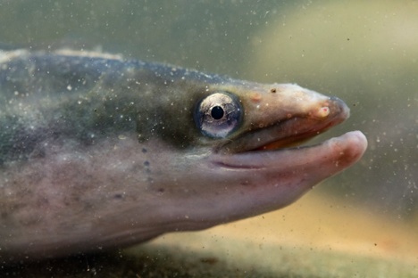 European Eel c. Jack Perks
