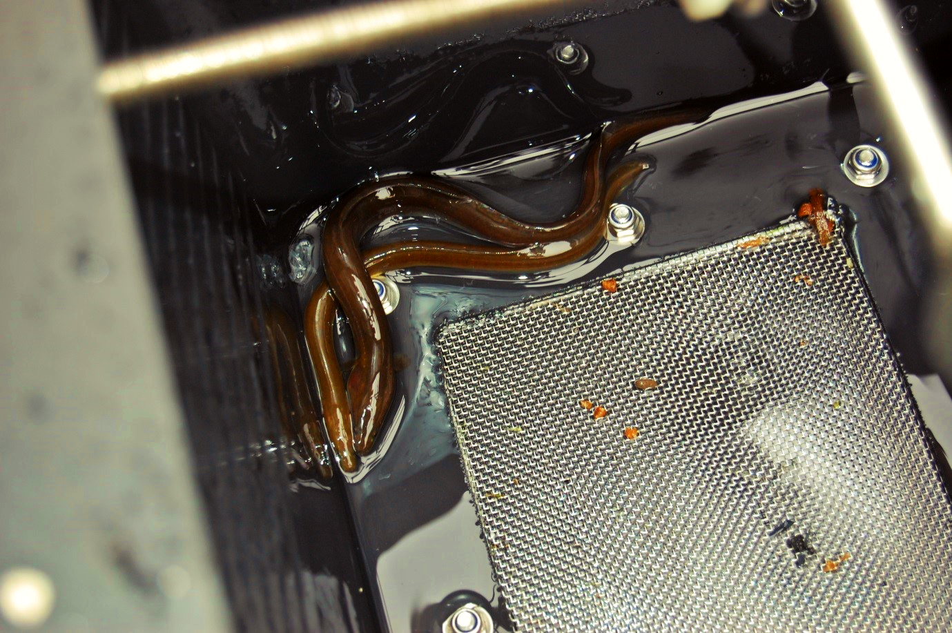 Two eels in a metal container.