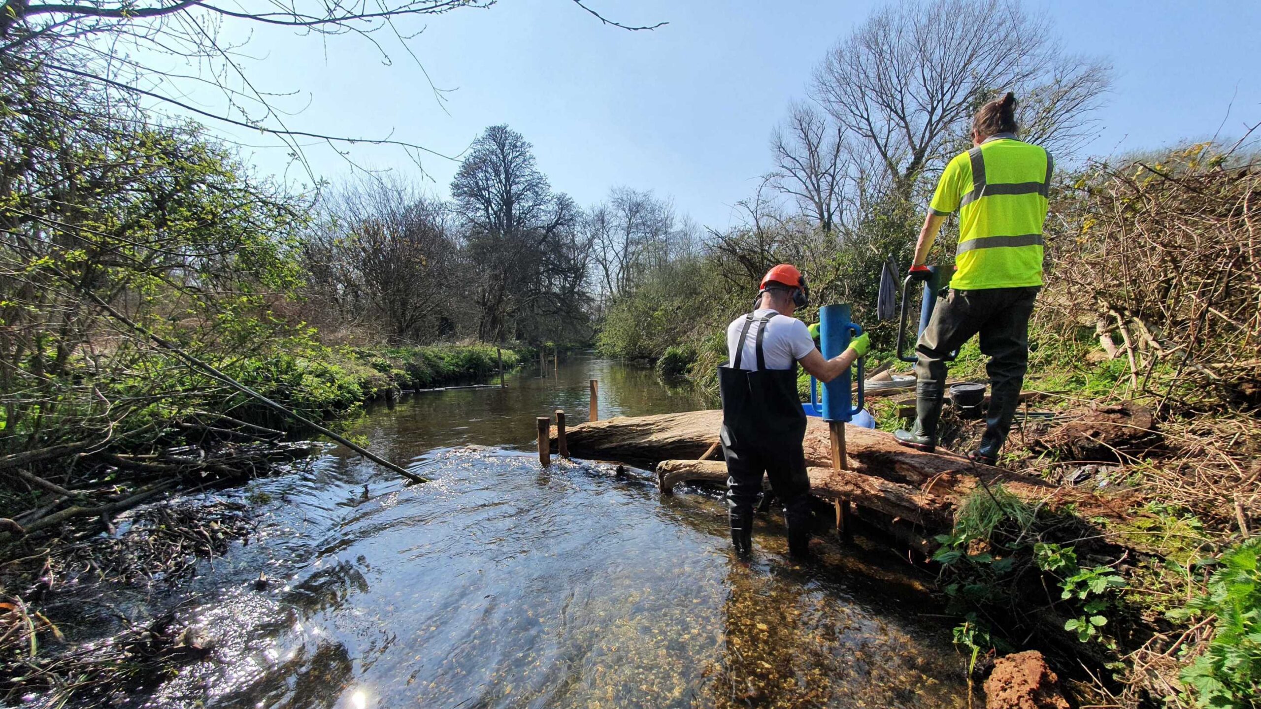 Restoration work (securing a fallen tree) with a member of staff and volunteer at the edge of the river at Morden Hall