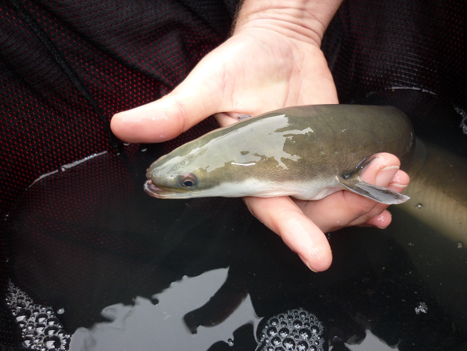 A person monitoring European eels holds an eel above a bucket of water.