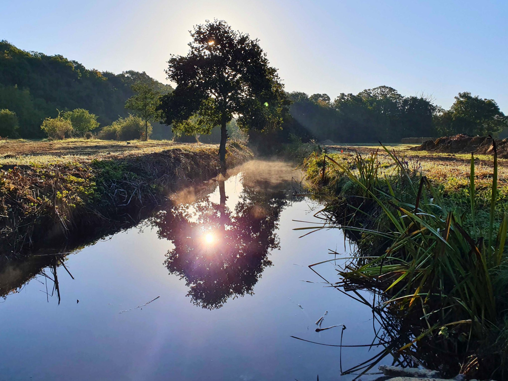A stream running through fields with the sun shining through a tree and a reflection of the tree in the stream.