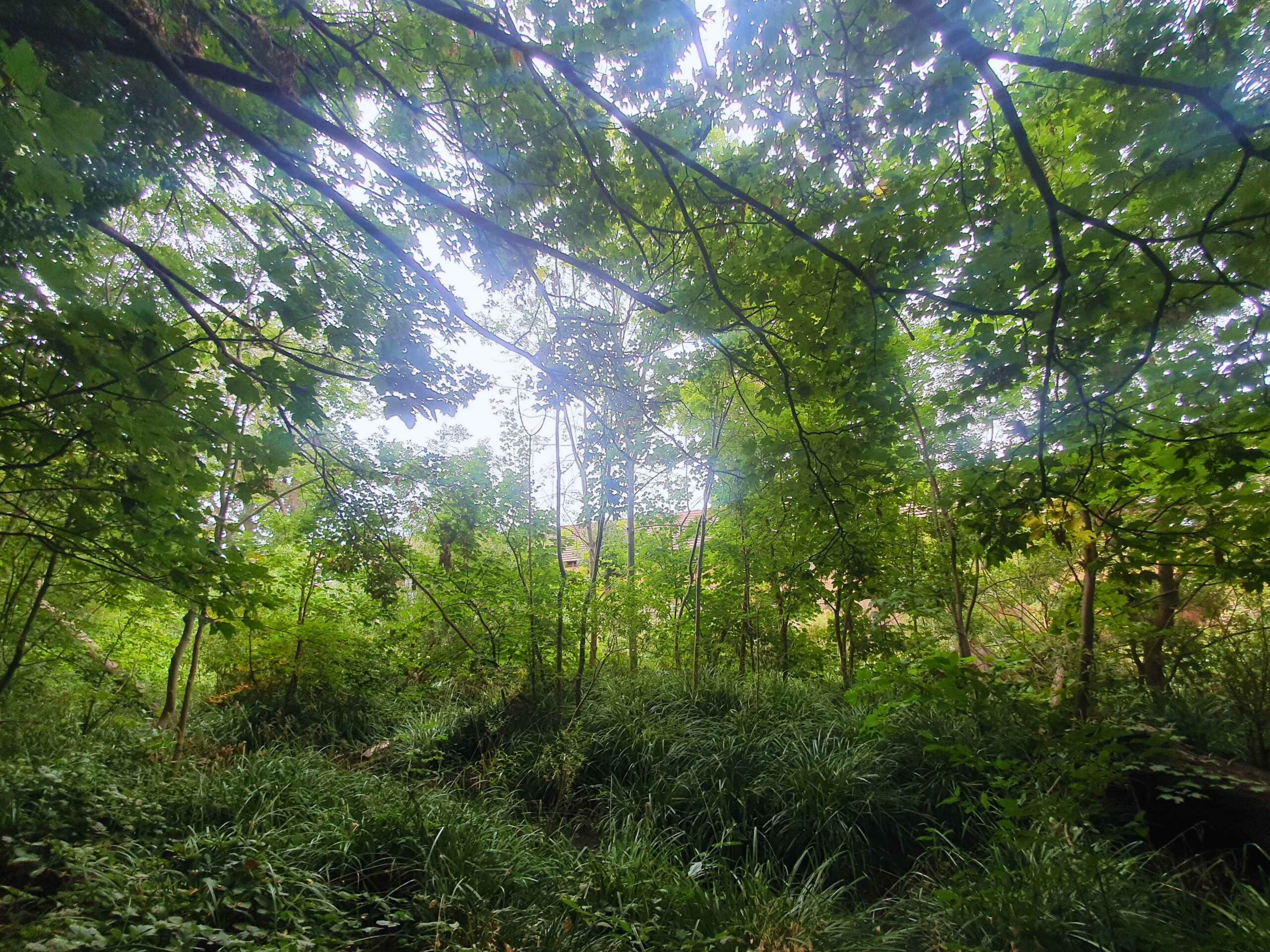 A river bank covered with vegetation and surrounded by a canopy of trees.