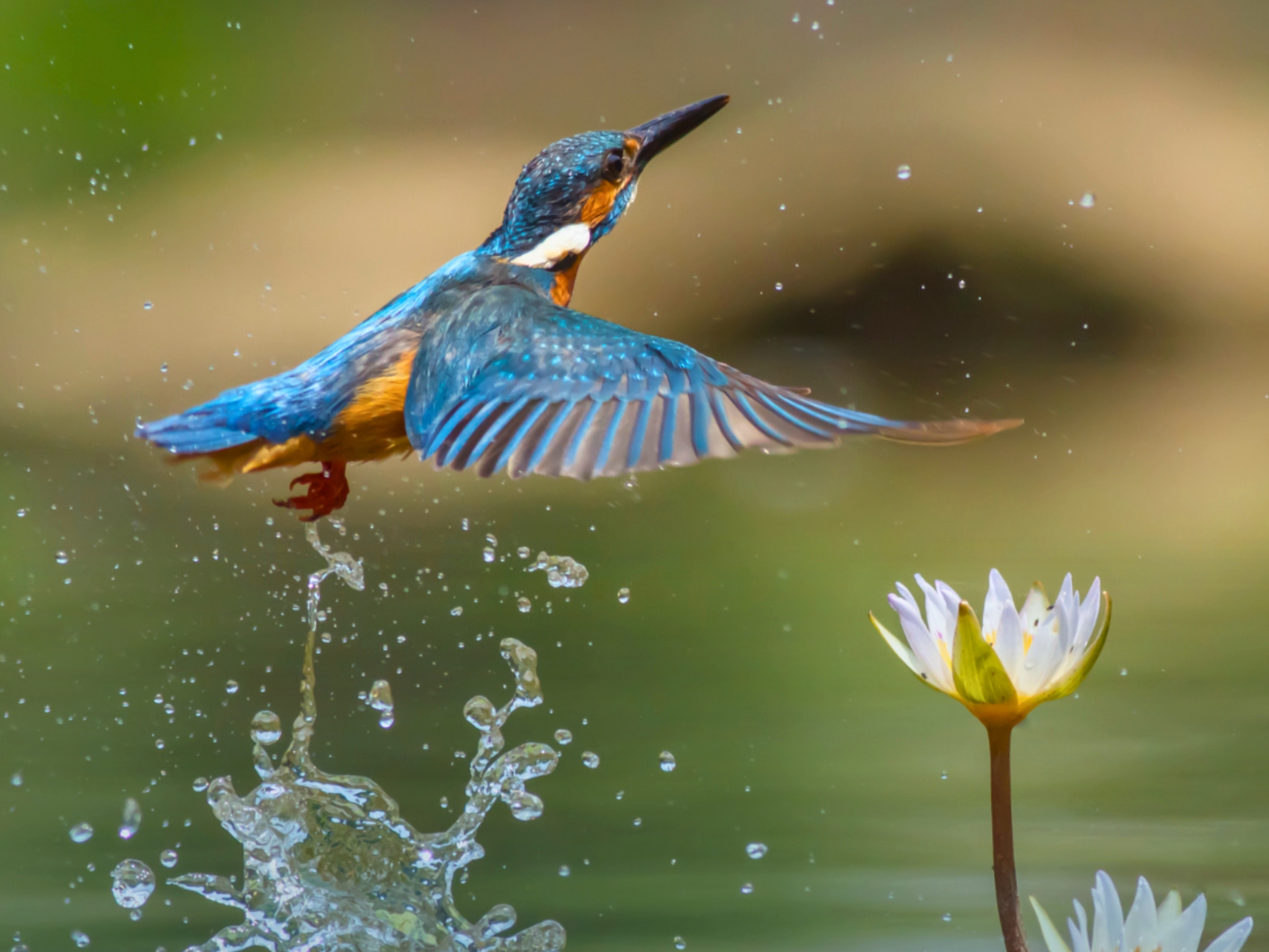 A blue and orange Kingfisher flying above a lily with water droplets beneath its feet.