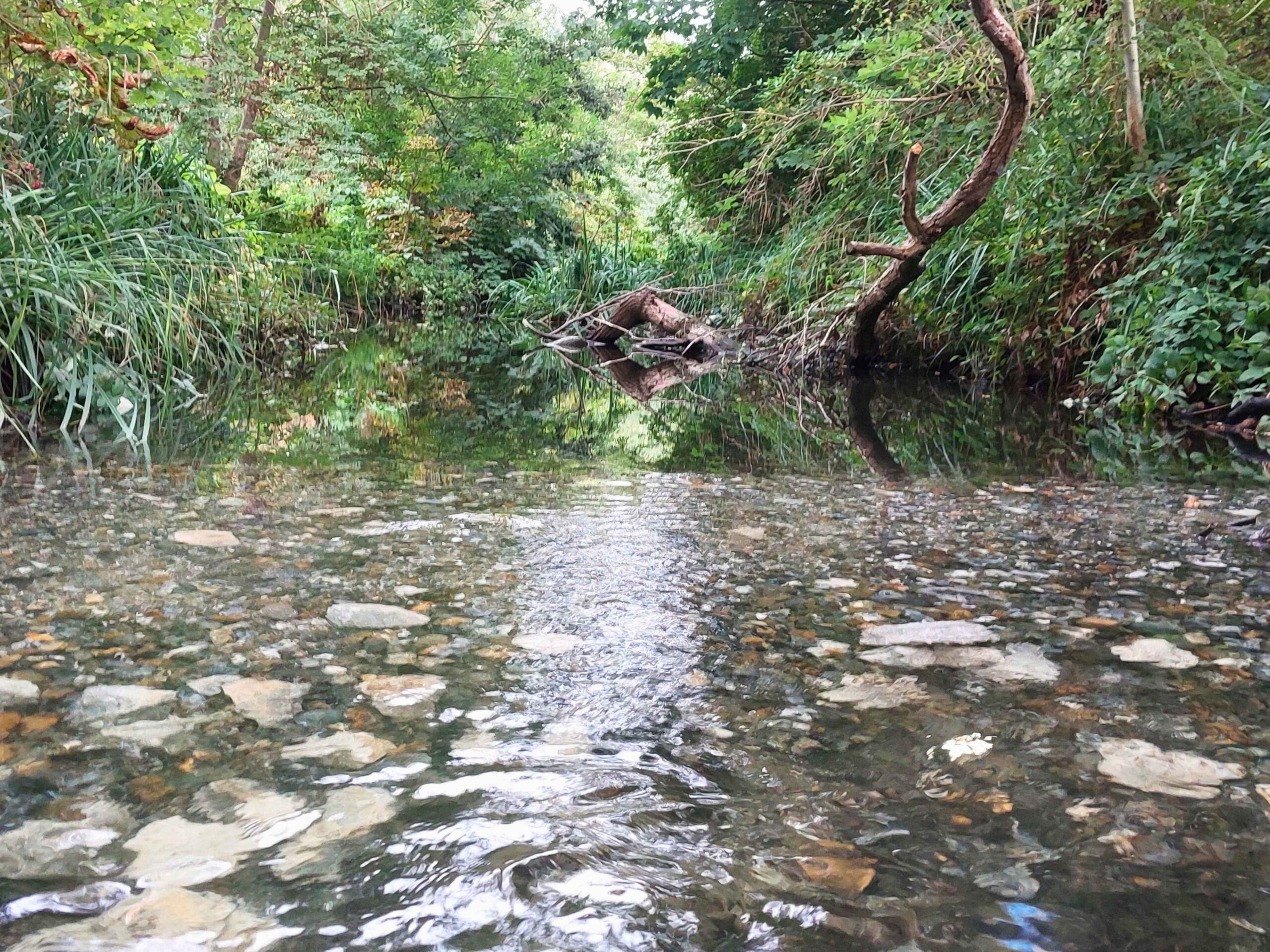 Eye level view of water rippling over gravel and green vegetation in the background.