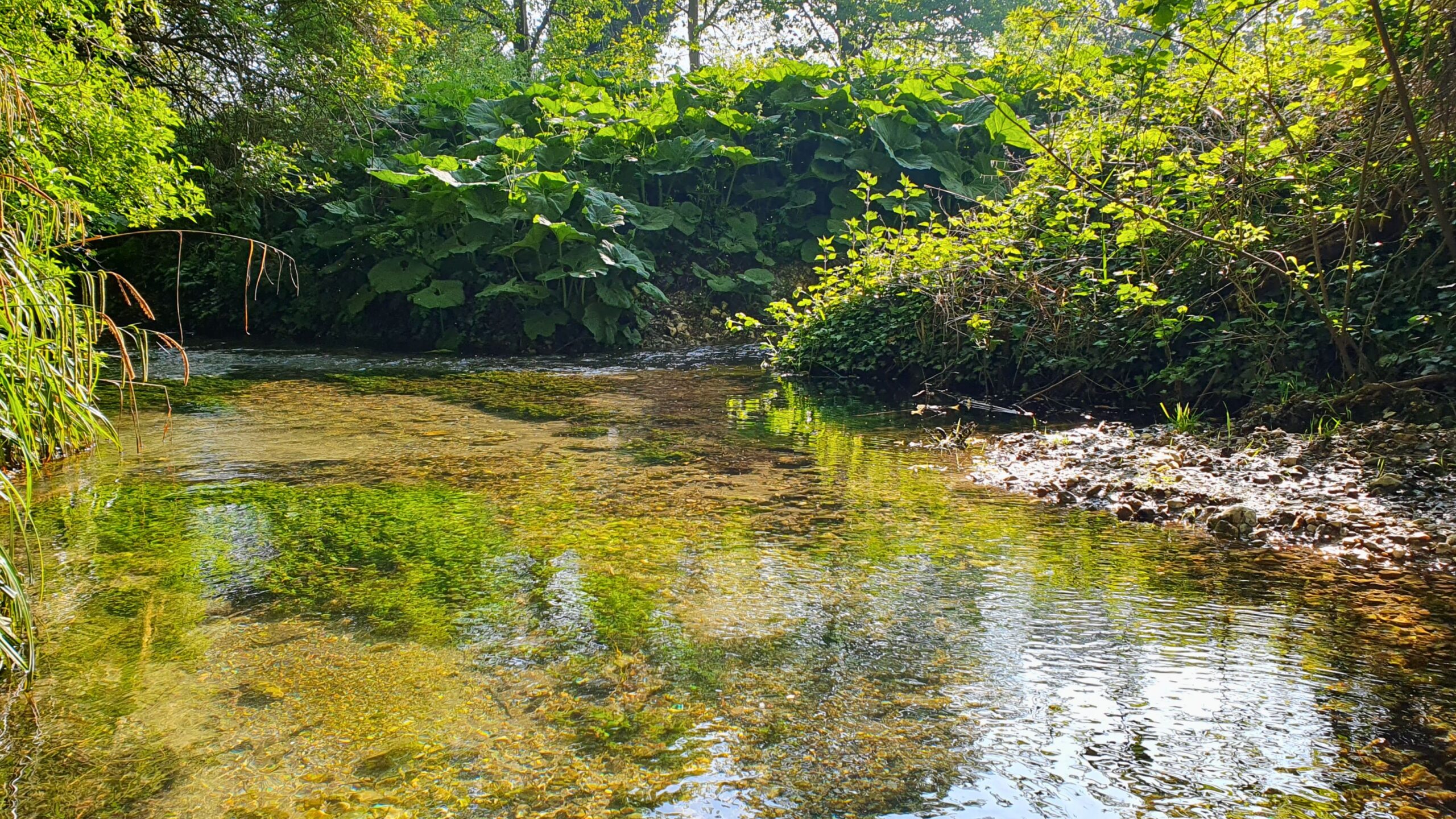 A view of a clear stream with green vegetation either side.