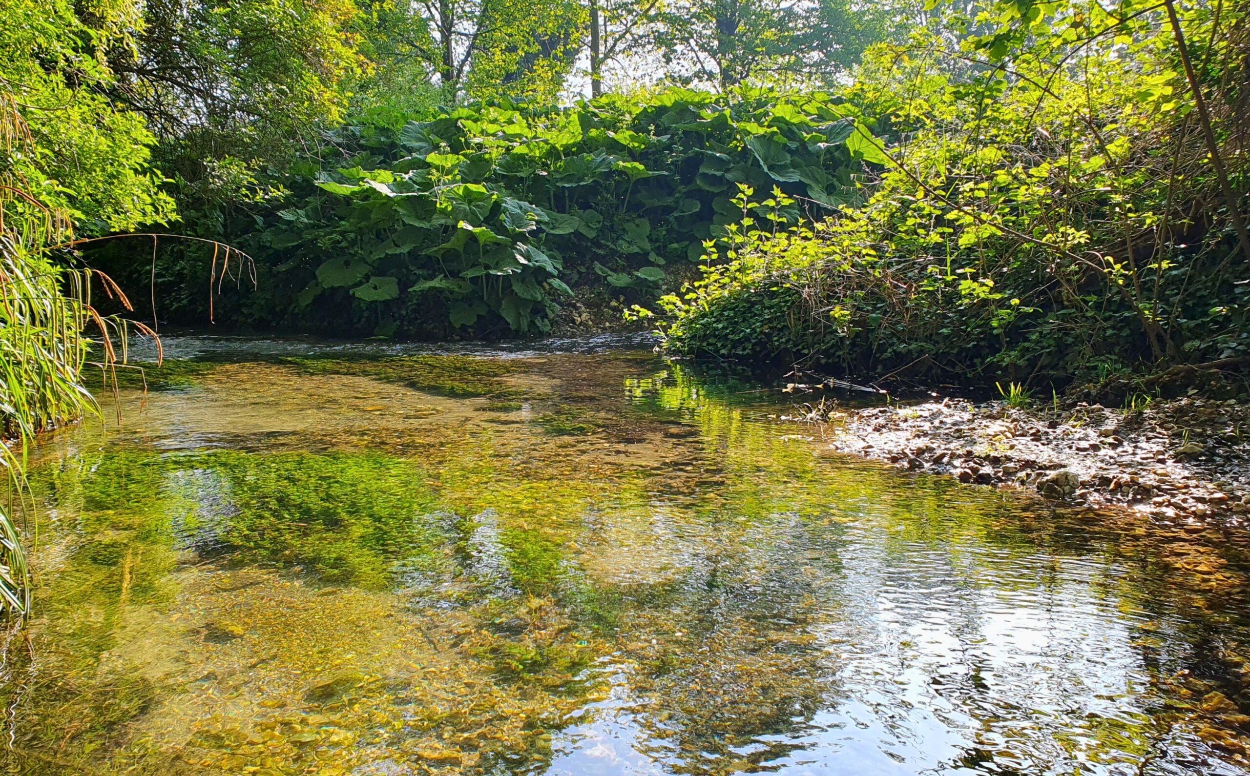 A view of a clear stream with green vegetation either side.