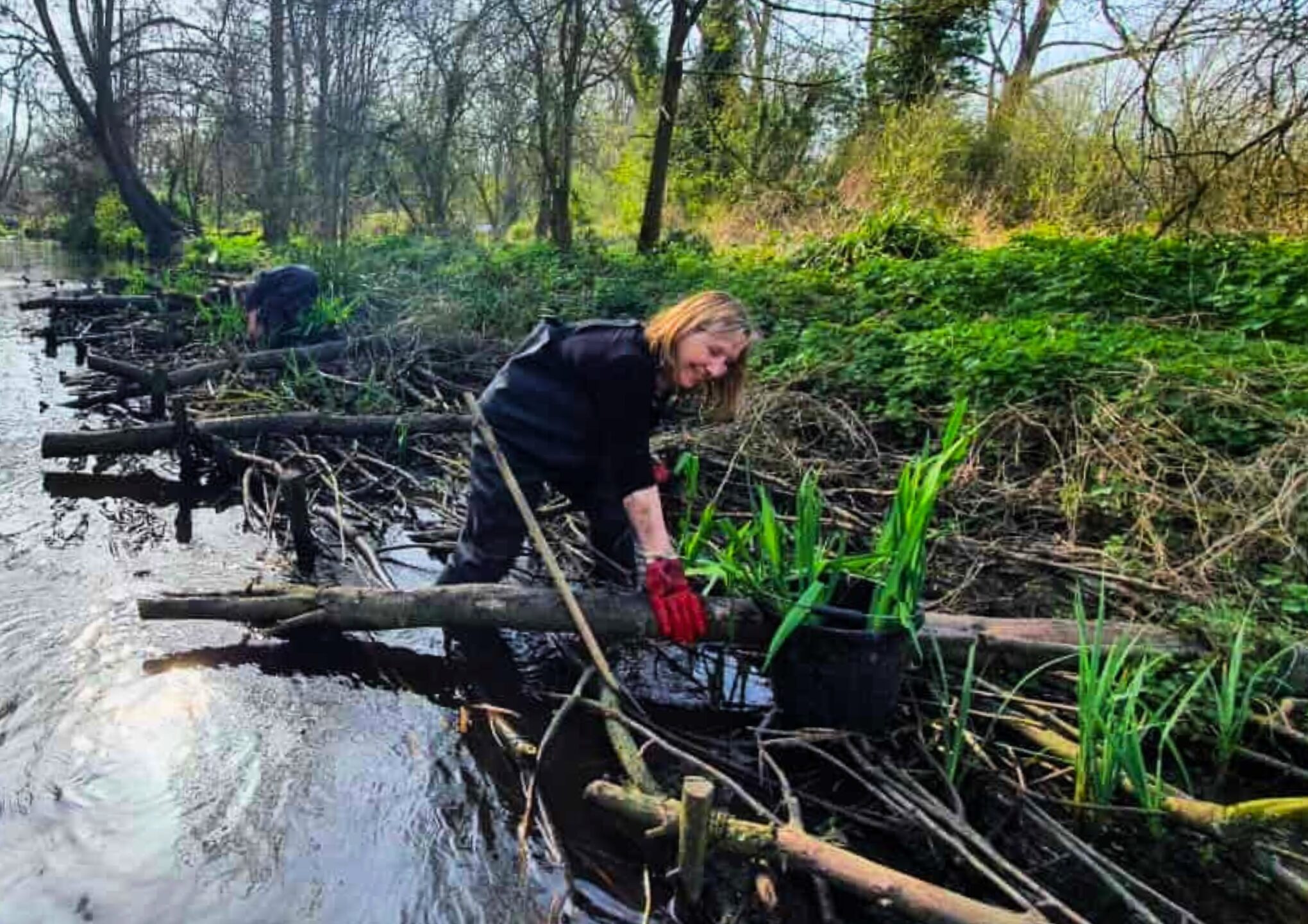 A volunteer working in the river, creating a berm (a system of logs and twigs) to slow the flow of water and planting iris between.