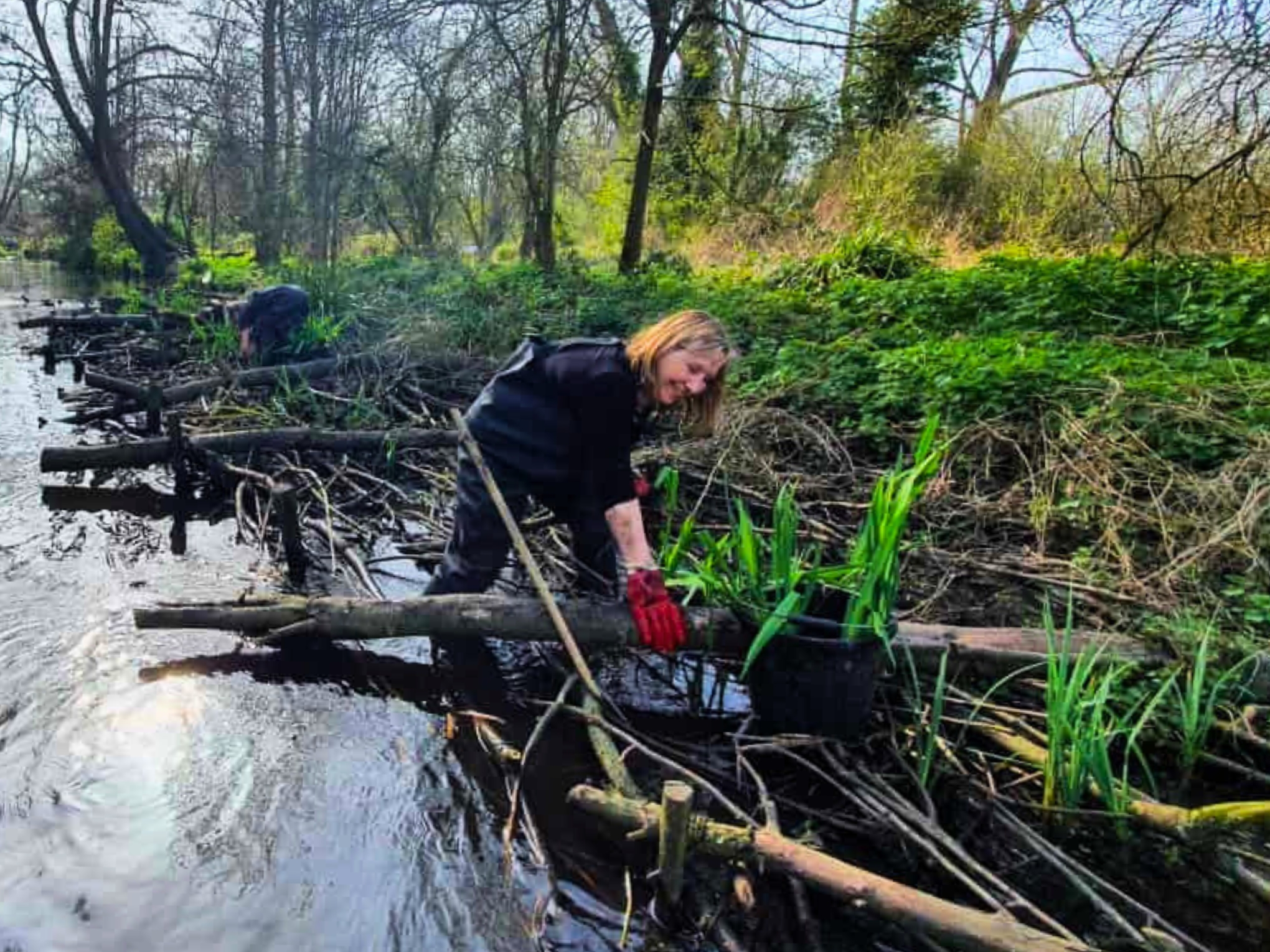 A volunteer working in the river, creating a berm (a system of logs and twigs) to slow the flow of water and planting iris between.