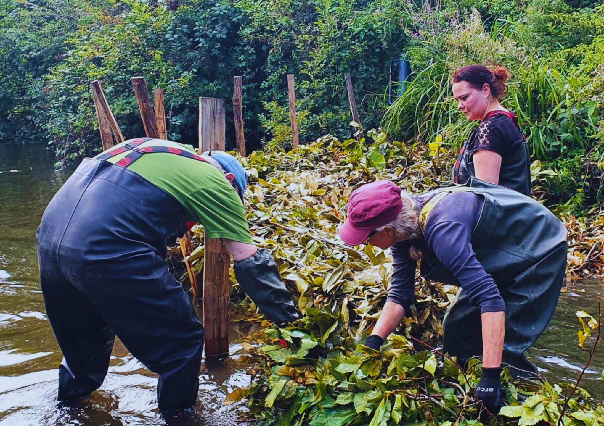 Three people in waders standing in a river building a structure of branches supported by wooden posts.