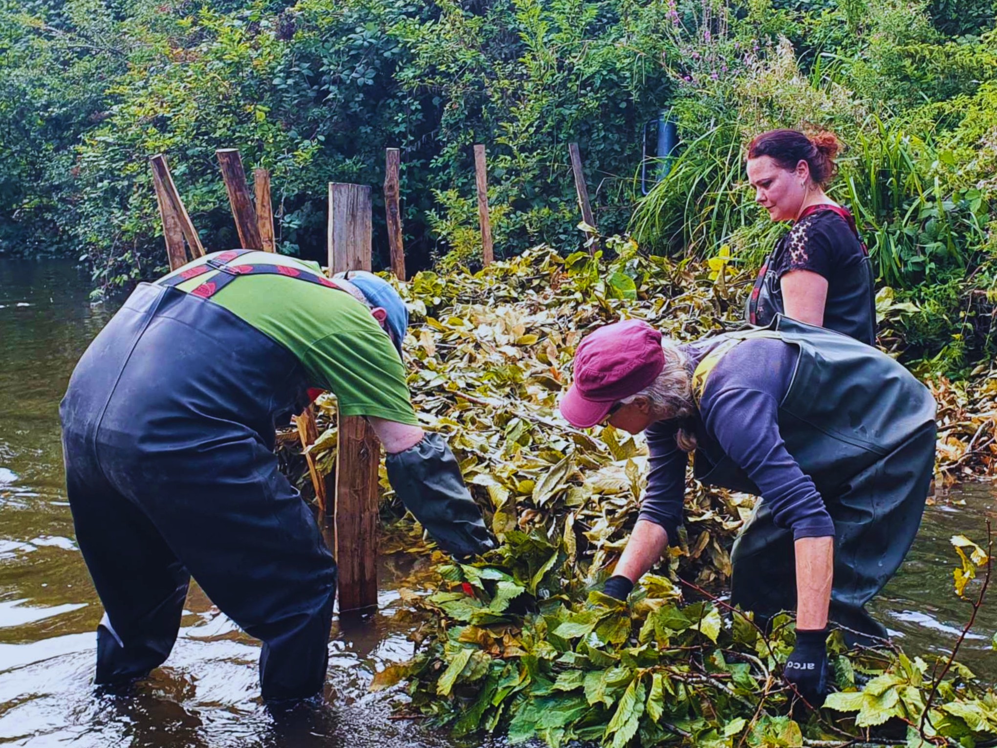 Three people in waders standing in a river building a structure of branches supported by wooden posts.