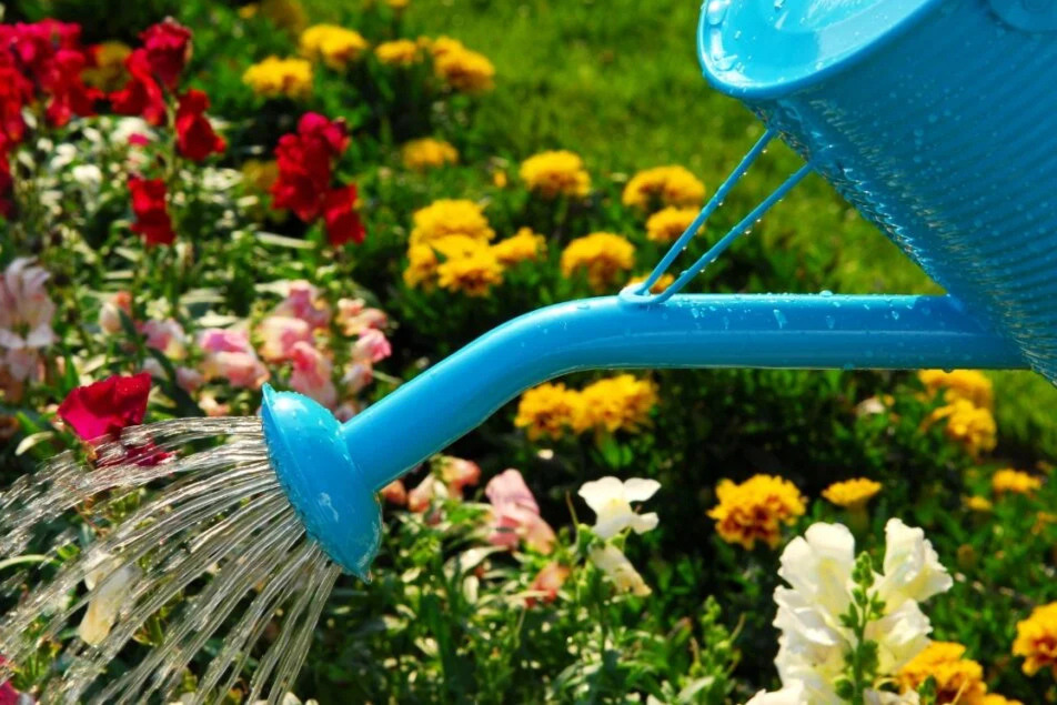 A blue watering can with water coming out of the spout, watering a colourful flower bed.