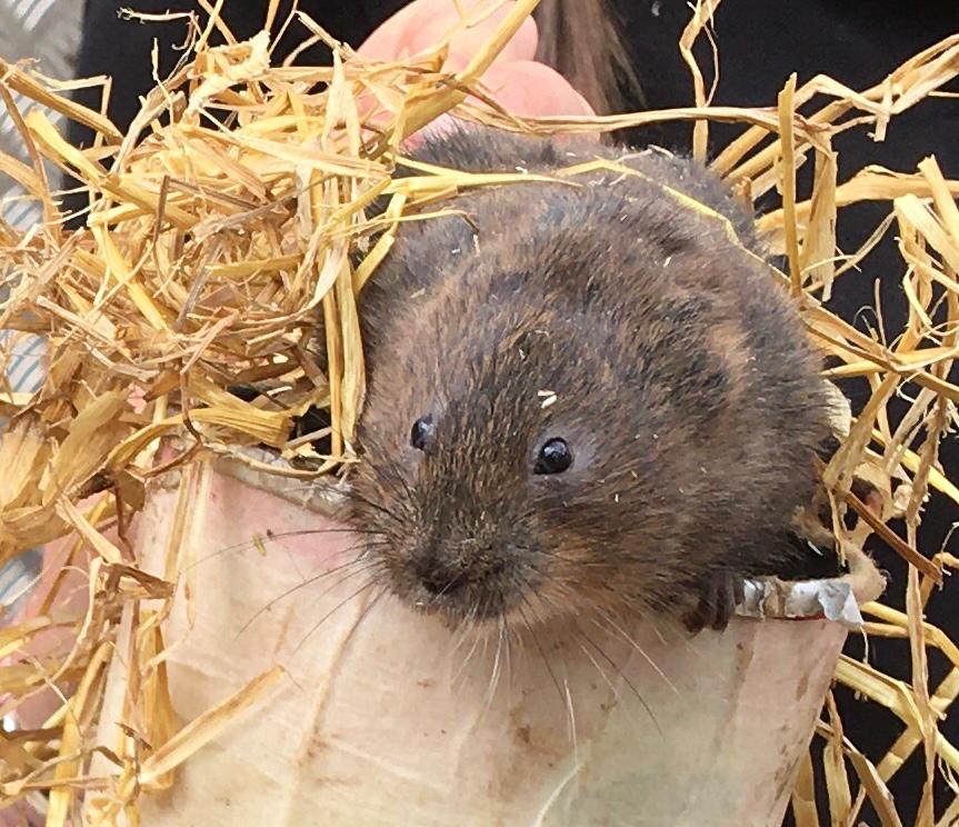 A water vole sat on top of a cardboard tube surrounded with hay.