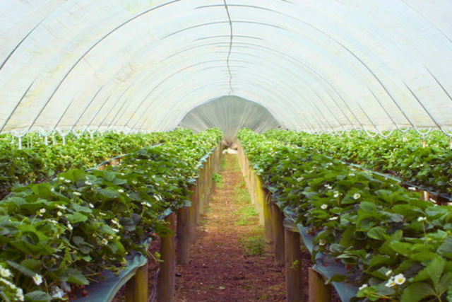 A view of the inside of a polytunnel with plants growing either side and a path down the middle.