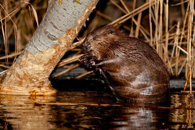 A beaver in a river alongside a tree.