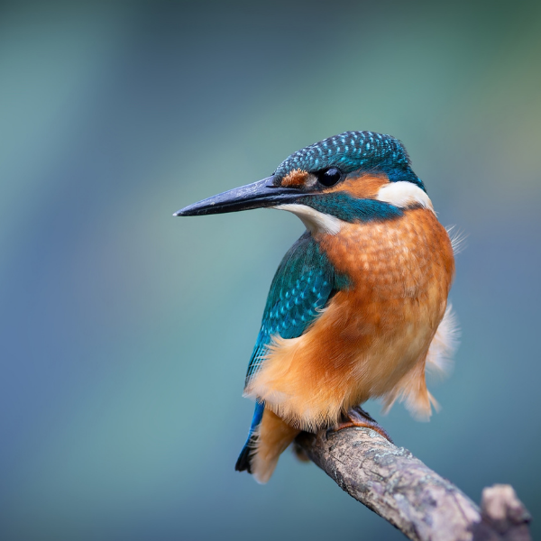 Kingfisher