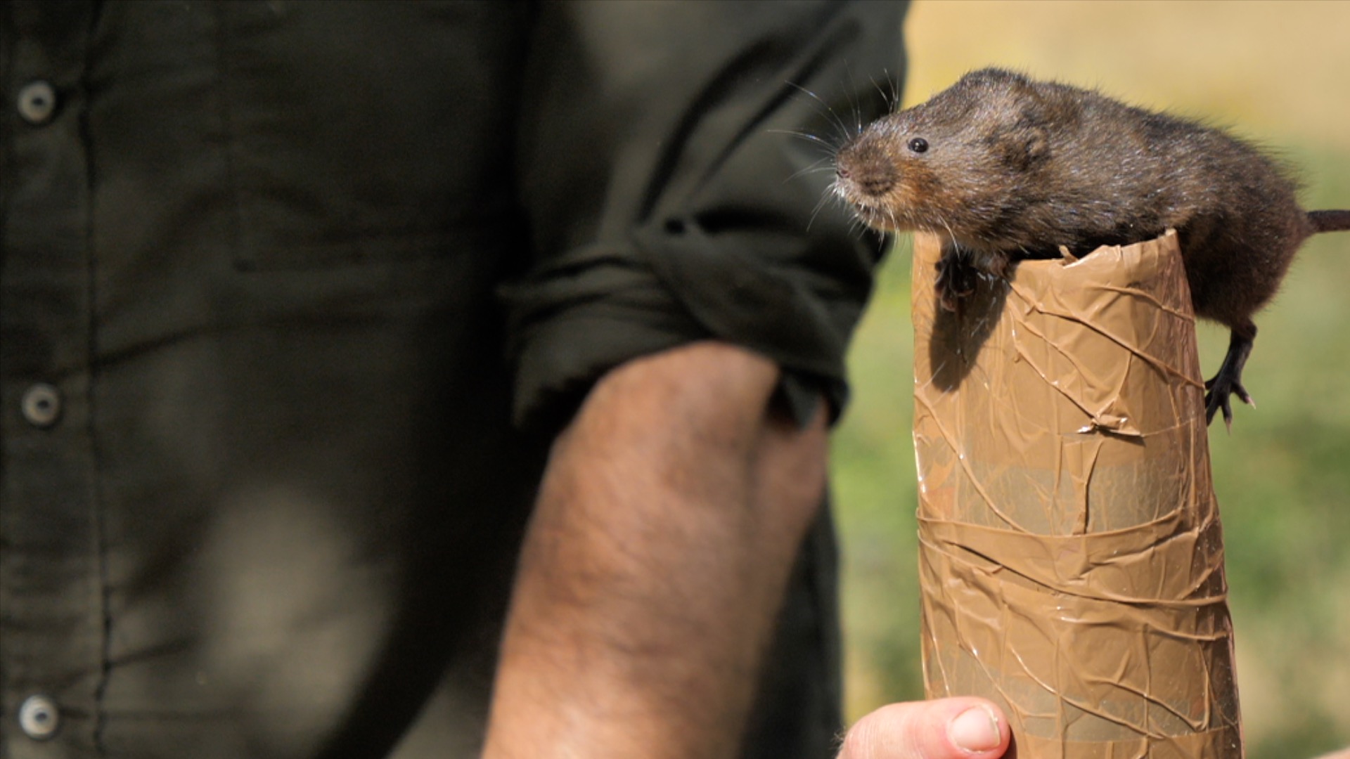 Water Vole